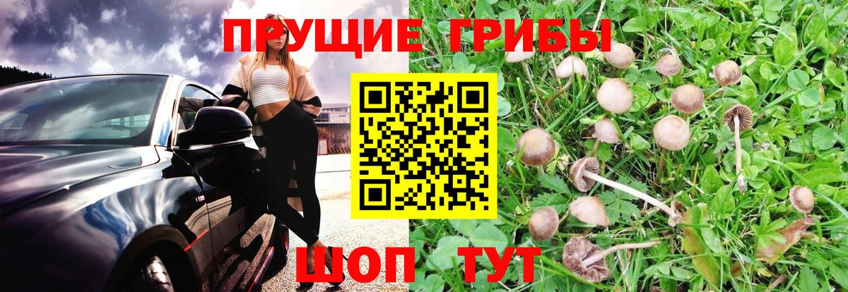 Псилоцибиновые грибы Magic Shrooms  Галлюциногенные грибы MAGIC MUSHROOMS  Переславль-Залесский  Вход с VPN 